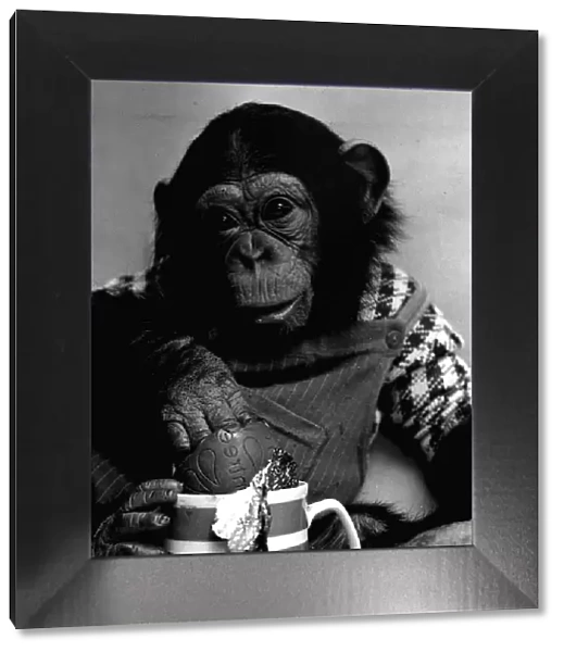 Sparky the Chimp wearing dungarees and a jumper eating a chocolate egg March 1975