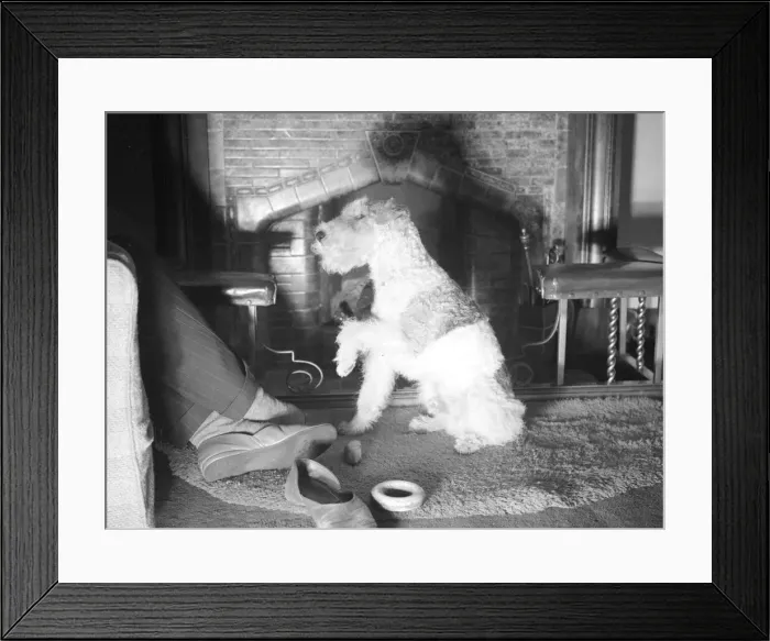Framed Print : A dog at a fire side Fire Place circa 1940 Framed Print : A dog at a fire side Fire Place circa 1940