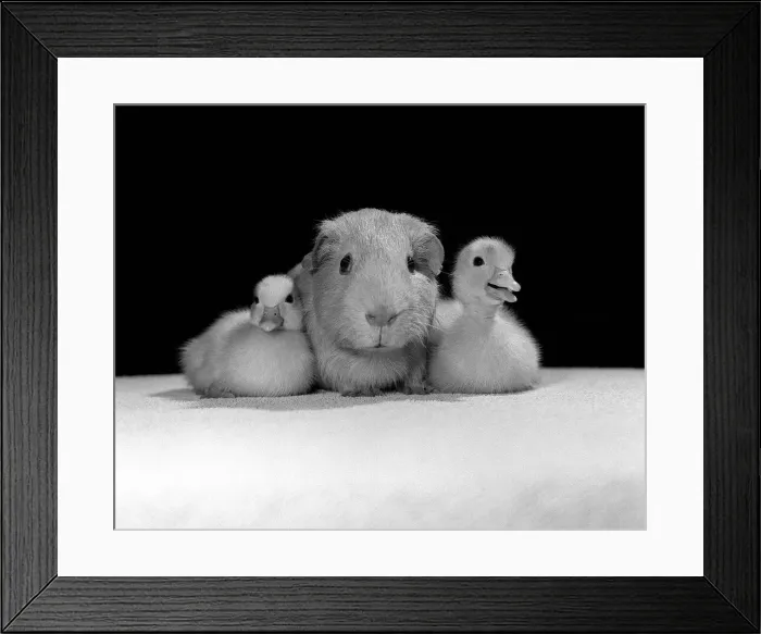 Framed Print : Animals Guinea Pig and Ducklings April 1985 These two ducklings are cuddles up to Framed Print : Animals Guinea Pig and Ducklings April 1985 These two ducklings are cuddles up to