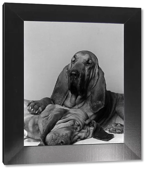 Dogs Bloodhounds Feb 1976 Henry 5 years old with 2 year old Saint