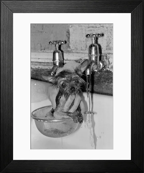 Framed Print : The plughole is a peril when Cody is taking her bath, even the kitchen bowl can be a Framed Print : The plughole is a peril when Cody is taking her bath, even the kitchen bowl can be a