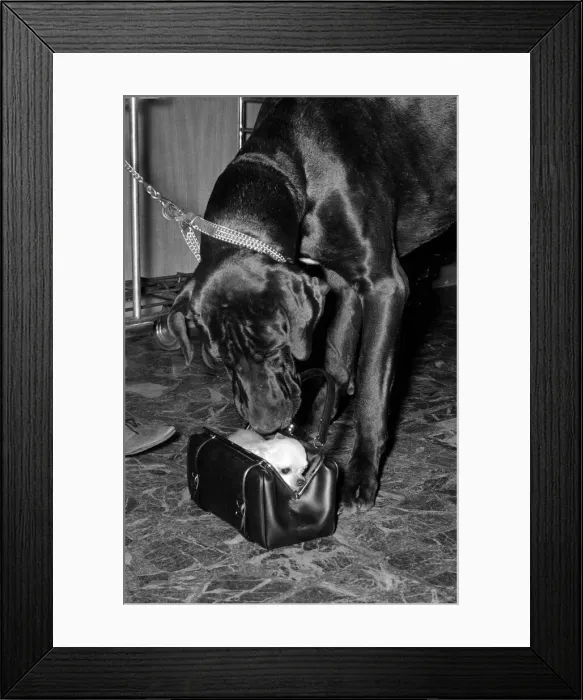 Framed Print : When it comes to finding a cosy spot, Dinky the Chihuahua has the edge on her friend Nero Framed Print : When it comes to finding a cosy spot, Dinky the Chihuahua has the edge on her friend Nero