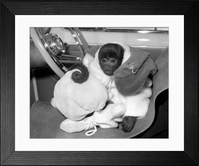 Framed Print : Animals Monkeys January 1959 Jo-Jo the South American is a lucky monkey