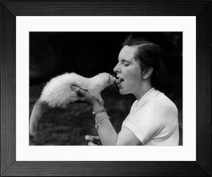 Framed Print : Ferret called Jimbob eats from the lips of owner September 1952 Miss Anne Jones of Framed Print : Ferret called Jimbob eats from the lips of owner September 1952 Miss Anne Jones of