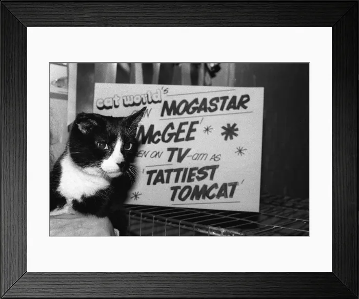 Framed Print : The National Cat Club Championship Show 1984 at Olympia Framed Print : The National Cat Club Championship Show 1984 at Olympia