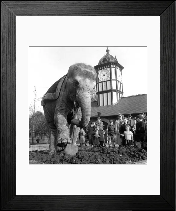 Framed Print : Dumbo the six-year old Indian Elephant who arrived early for the elephant rides spent a