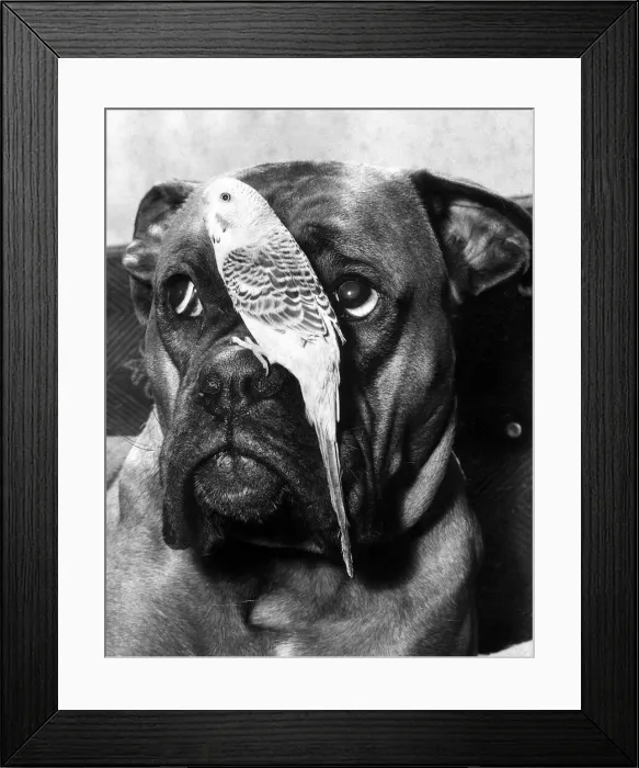 Framed Print : Rifle the Boxer dog and one of his best friends. Rifles owner has four Budgies who get Framed Print : Rifle the Boxer dog and one of his best friends. Rifles owner has four Budgies who get