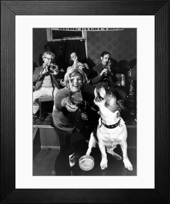 Framed Print : Animals Dogs Jack Russell February 1978 Judy the 8 year old Jack Russell owned by Framed Print : Animals Dogs Jack Russell February 1978 Judy the 8 year old Jack Russell owned by