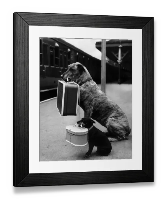 Framed Print : Juno the Great Dane and Chica pets of dog trainer Mrs Barbara Woodhouse sitting Framed Print : Juno the Great Dane and Chica pets of dog trainer Mrs Barbara Woodhouse sitting