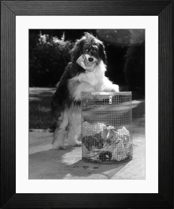 Framed Print : Pippin the famous TV dog has learnt the to clean up litter from the streets circa