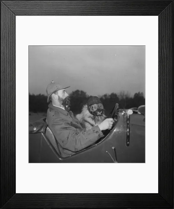 Framed Print : Man & dog in car It was more the Hound of the Highways than the Baskervilles when Framed Print : Man & dog in car It was more the Hound of the Highways than the Baskervilles when