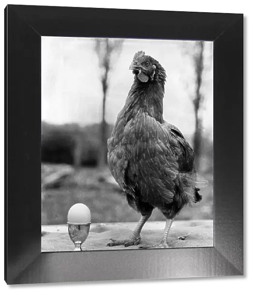 Birds Chicken May 1976 Peggotty with her egg