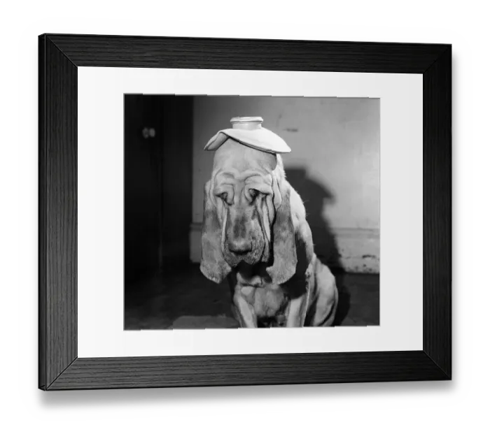 Framed Print : Henry the Bloodhound felt somewhat sorry for himself when this photo was taken