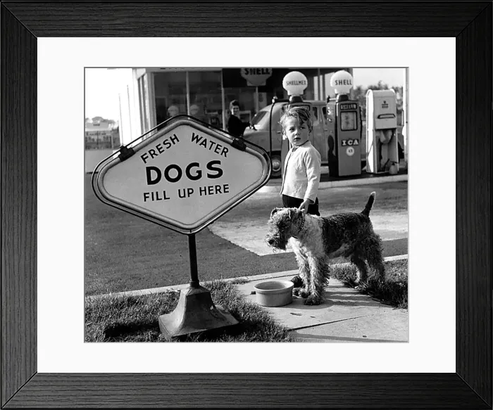 Framed Print : Animals Humour Dogs October 1959 Peter Monkhouse and his pup Snook at the shell