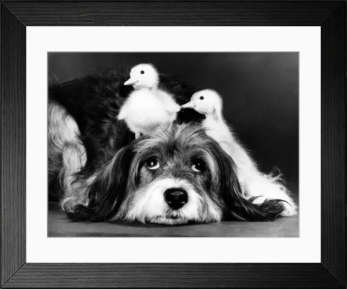 Framed Print : Animals Friendships Dogs Ducklings March 1986 Pippin the mongrel dog looking after Framed Print : Animals Friendships Dogs Ducklings March 1986 Pippin the mongrel dog looking after