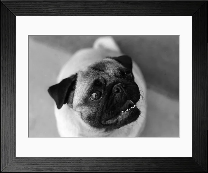 Framed Print : Animals Dogs Pug Dog June 1962 Framed Print : Animals Dogs Pug Dog June 1962