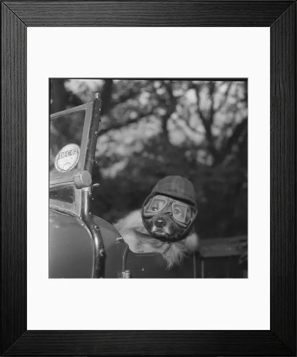 Framed Print : dog in car dog wearing goggles The joys of the open road clearly aren