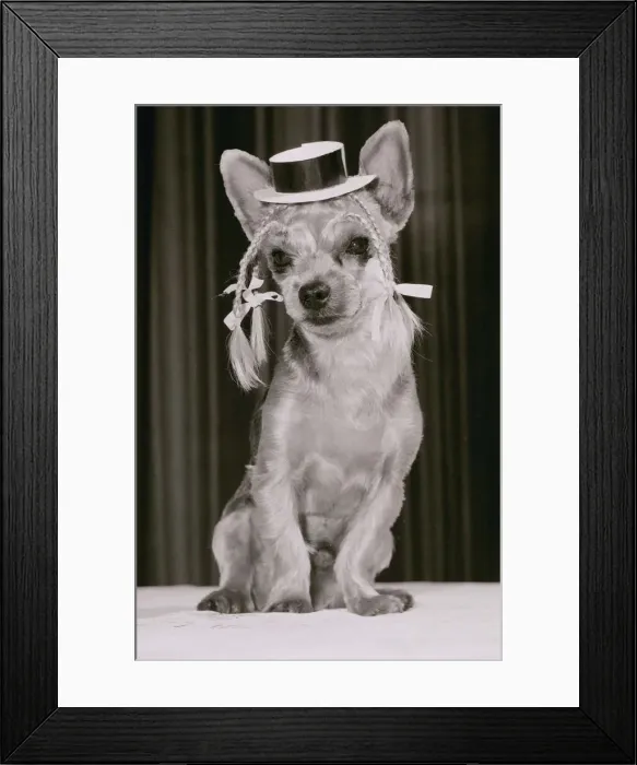 Framed Print : Clancy the Yorkshire Terrier Dog has all the poise of pop singing pet Boy George Framed Print : Clancy the Yorkshire Terrier Dog has all the poise of pop singing pet Boy George
