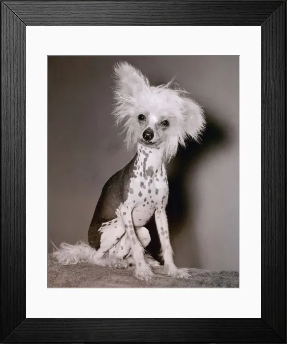 Framed Print : A Chinese Crested May 1981