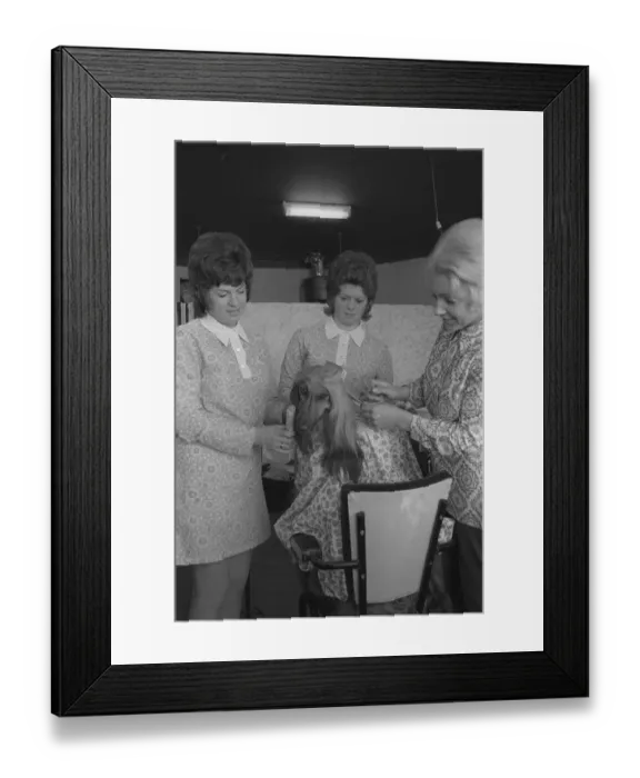 Framed Print : Afghan Hound getting VIP treatment It may be a tired old cliche Framed Print : Afghan Hound getting VIP treatment It may be a tired old cliche