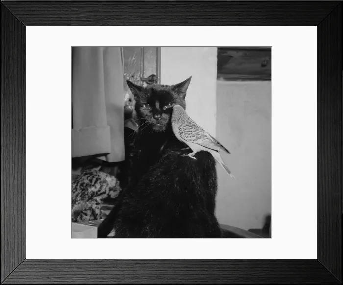 Framed Print : Birds Budgies January 1955 Sooty the black cat with Jimmy the Budgie sitting on his Framed Print : Birds Budgies January 1955 Sooty the black cat with Jimmy the Budgie sitting on his