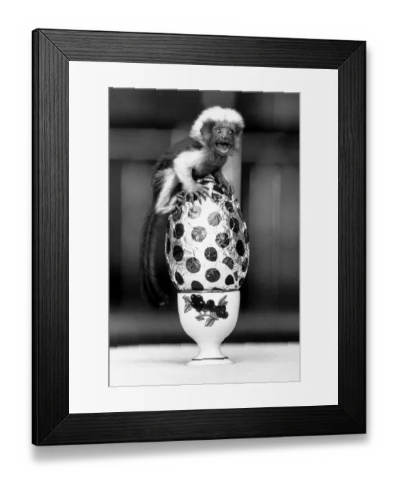 Framed Print : Tiny Cotton - Top Monkey Sparky - April 1990 was a bit cocoa stained after
