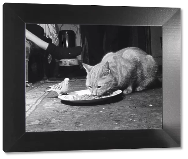 Animals cats and budgie eating from the same plate January 1955