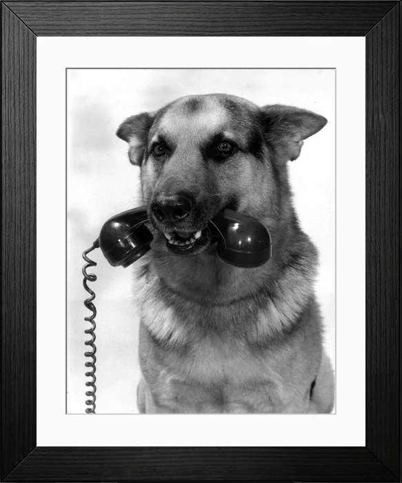Framed Print : Animal Dogs Alsatian May 1968 six Years old film and television star Framed Print : Animal Dogs Alsatian May 1968 six Years old film and television star