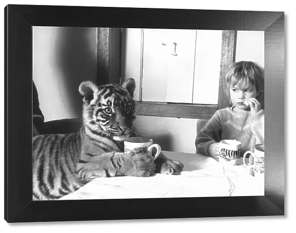 4 year old Megan Whittaker with Indian Tiger cub April 1988 sharing a table with