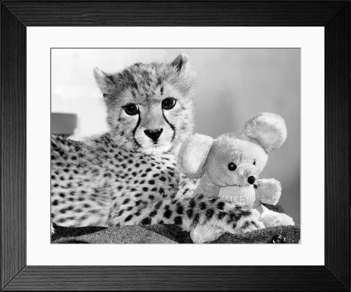 Framed Print : Animals Cheetah October 1986 this Cheetah with its cuddly toy Framed Print : Animals Cheetah October 1986 this Cheetah with its cuddly toy