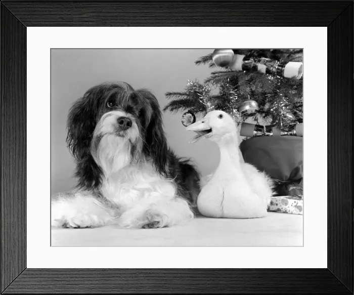 Framed Print : Pippin the mongrel dog and Florence the duck sitting under a Christmas tree Framed Print : Pippin the mongrel dog and Florence the duck sitting under a Christmas tree