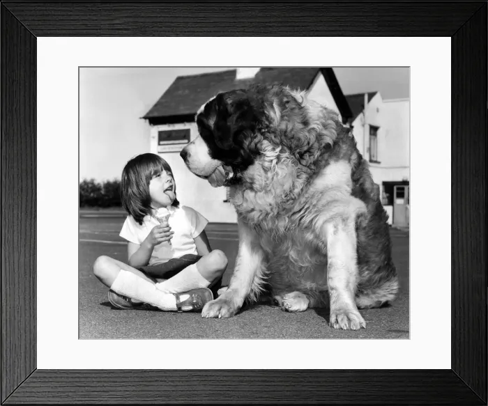 Framed Print : Animals Dogs Jason the St Bernard May 1980 Jason the St Bernard is a contender for Framed Print : Animals Dogs Jason the St Bernard May 1980 Jason the St Bernard is a contender for