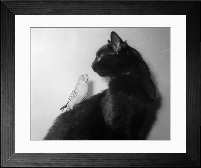 Framed Print : Animals cats and birds budgies January 1955 Framed Print : Animals cats and birds budgies January 1955
