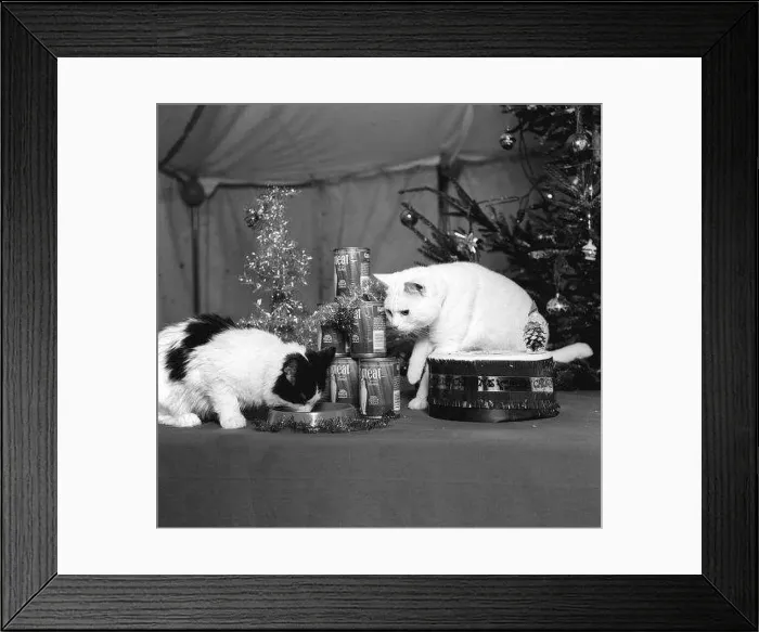 : Arthur the cat well known for his T. V commercial sharing his food under : Arthur the cat well known for his T. V commercial sharing his food under