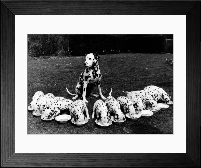 Framed Print : Super mum dalmation dog Kelda looks over at her litter of five week old puppies All Framed Print : Super mum dalmation dog Kelda looks over at her litter of five week old puppies All