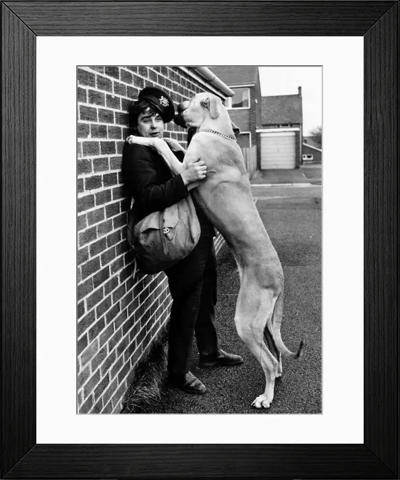 Framed Print : Postmen and Dogs Pierre Brennan takes his dog Rocky on his rounds with him these days to