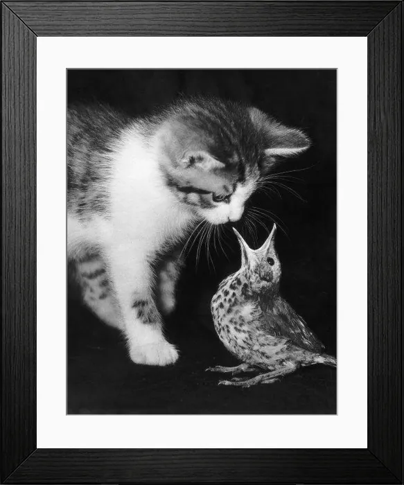 : Tiger the kitten with his new found friend at the Tilehurst Animal Sanctuary in Reading : Tiger the kitten with his new found friend at the Tilehurst Animal Sanctuary in Reading
