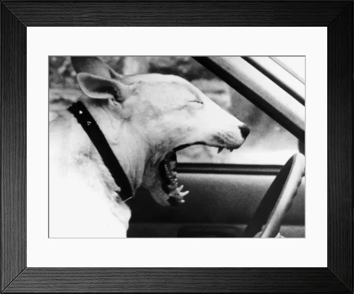 Framed Print : Yawning Bruce the Dog behind wheel of car 1987 Framed Print : Yawning Bruce the Dog behind wheel of car 1987