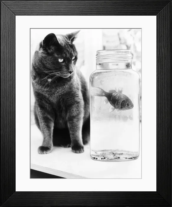 Framed Print : Dinky the cat is a champion angler who has brought home 15 fish after raids