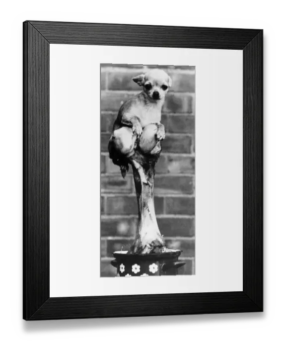 Framed Print : Dog sitting on bone 1980 Framed Print : Dog sitting on bone 1980