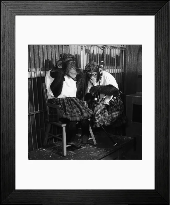 Framed Print : Biily Smarts Circus chimp McDean plays the bagpipes 1953 Framed Print : Biily Smarts Circus chimp McDean plays the bagpipes 1953