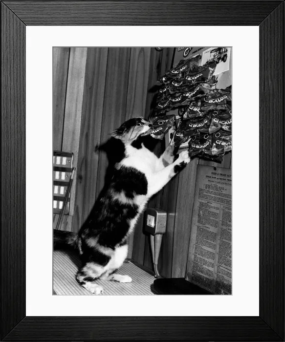 Framed Print : Cat stealing packet pork scratchings Squeak pub cat belongs to Marjorie Birchall Roebuck