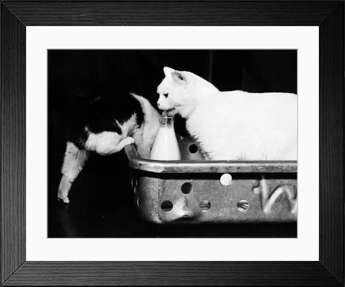 Framed Print : Cat licking milk from bottle Champion Noend White Brumas prize winning Manx cat owned by
