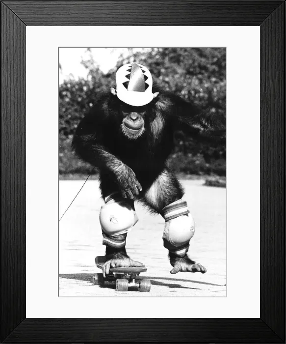 Framed Print : Skateboards Noddy the Chimpanzee tries to skateboard Framed Print : Skateboards Noddy the Chimpanzee tries to skateboard