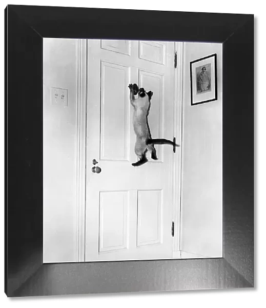 Siamese Cat opens spy hole on front door