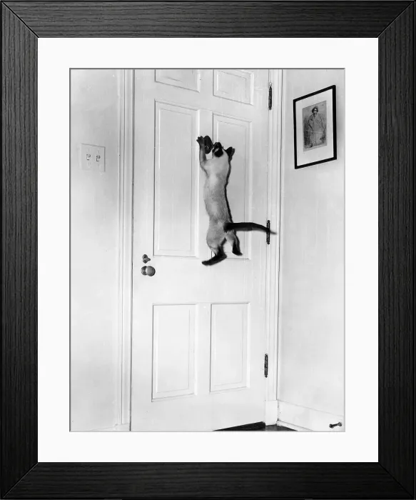 Framed Print : Siamese Cat opens spy hole on front door