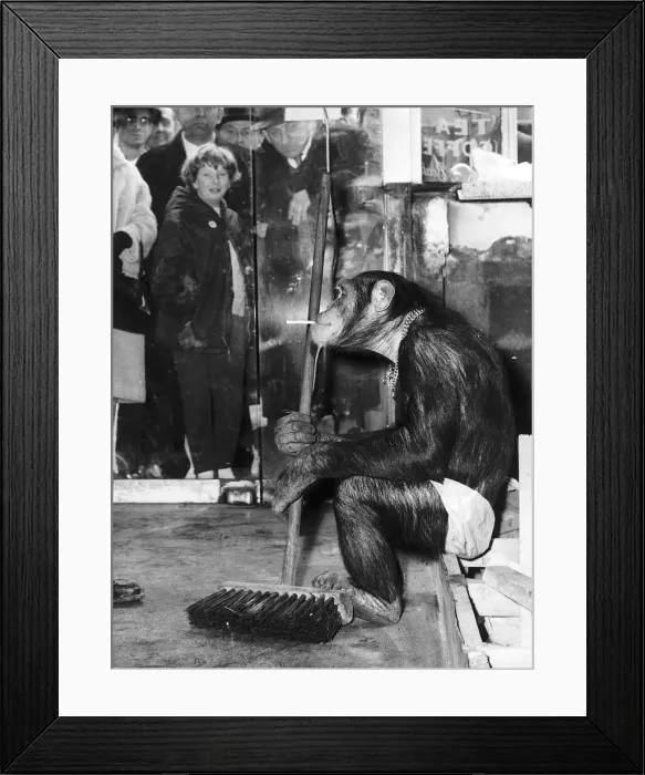 Framed Print : Animals Monkeys Chimpanzees Linda the chimp sits inside a shop holding a broom Framed Print : Animals Monkeys Chimpanzees Linda the chimp sits inside a shop holding a broom