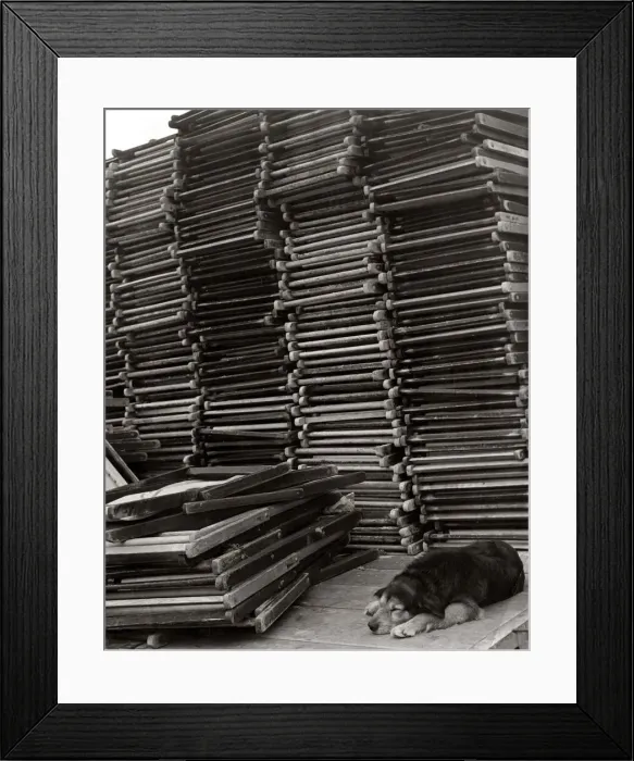 Framed Print : Deckchair attendant asleep on the job Guard dog sleeping whilst guarding a Framed Print : Deckchair attendant asleep on the job Guard dog sleeping whilst guarding a