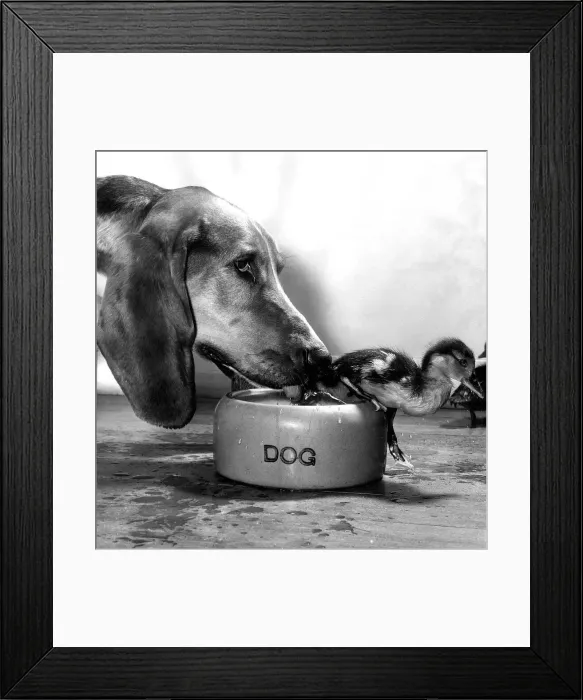 Framed Print : Animals Friendships Dogs ducklings September 1964 Donald the two week old orphaned Framed Print : Animals Friendships Dogs ducklings September 1964 Donald the two week old orphaned