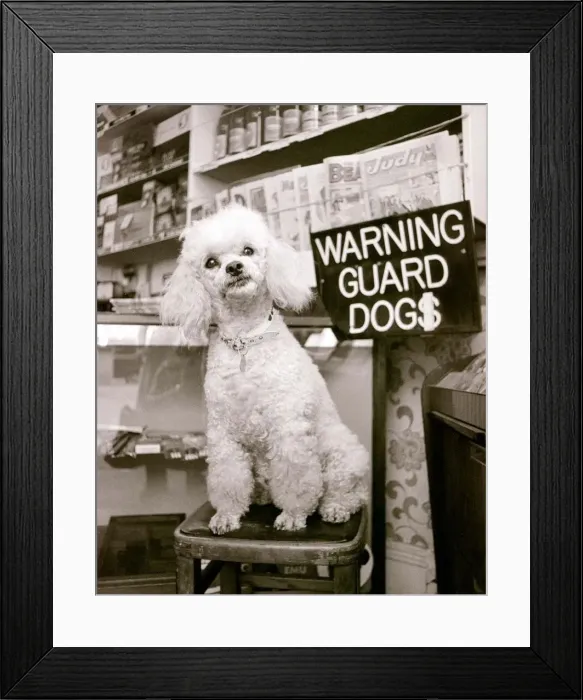 Framed Print : Pepi the poodle cannot understand why people keep laughing at him Framed Print : Pepi the poodle cannot understand why people keep laughing at him